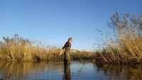 Harvesting biezen for 